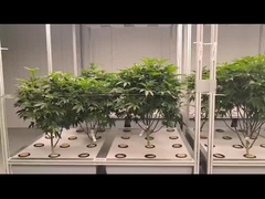 Aeroponica in serra Sistema idroponico